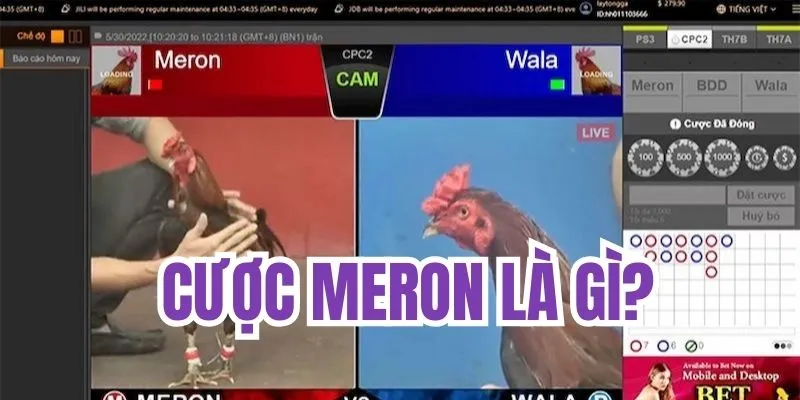 Cược Meron là gì?