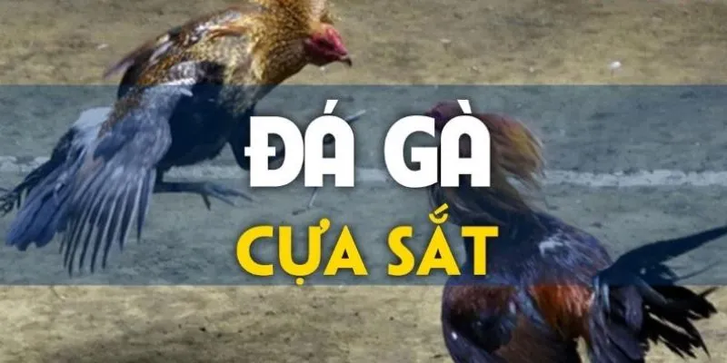 Đá gà cựa sắt tại Debet: Sức hút của cá cược truyền thống