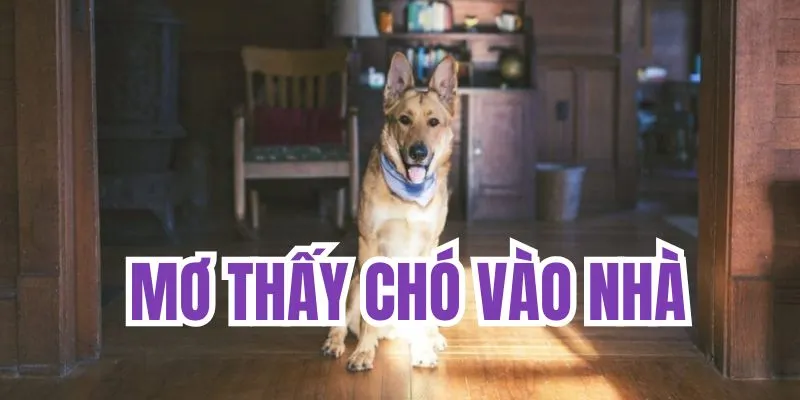 Mơ thấy chó vào nhà