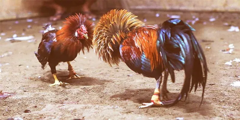 Nguồn gốc và ý nghĩa của đá gà cựa sắt tại Debet